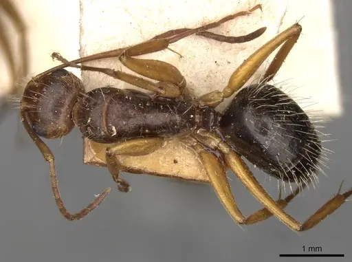Camponotus biolleyi specimen CASENT0910685 image casent0910685_1