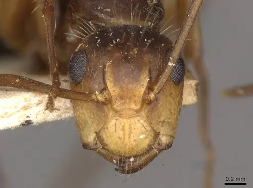 Camponotus biolleyi specimen CASENT0910685 image casent0910685_2