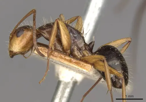 Camponotus biolleyi specimen CASENT0910685 image casent0910685_3