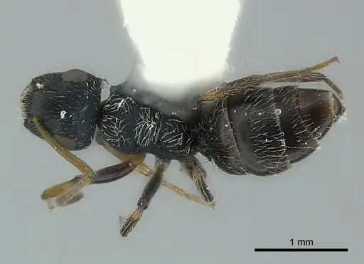 Camponotus bispinosus specimen CASENT0217614 image casent0217614_1