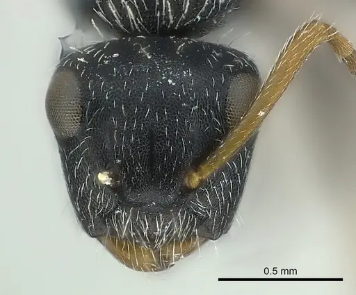 Camponotus bispinosus specimen CASENT0217614 image casent0217614_2