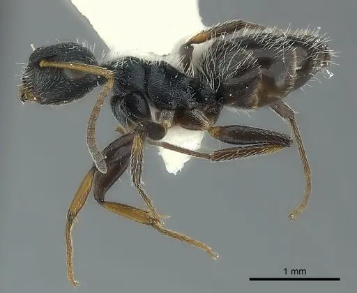 Camponotus bispinosus specimen CASENT0217614 image casent0217614_3