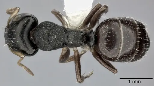 Camponotus bispinosus specimen CASENT0246656 image casent0246656_1