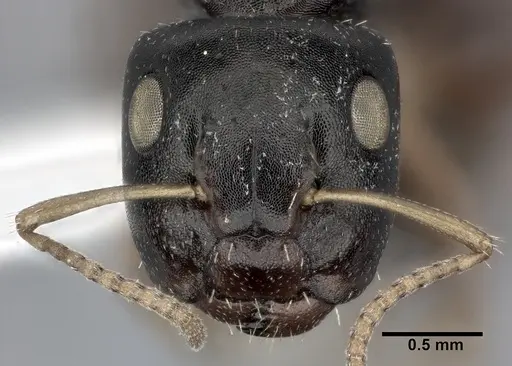 Camponotus bispinosus specimen CASENT0246656 image casent0246656_2