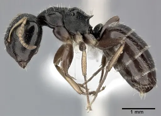 Camponotus bispinosus specimen CASENT0246656 image casent0246656_3