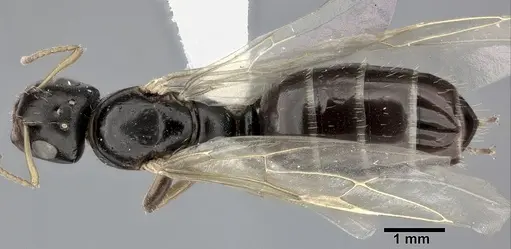 Camponotus bispinosus specimen CASENT0246657 image casent0246657_1
