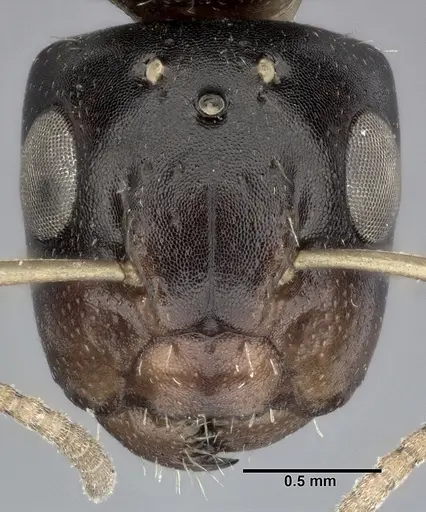 Camponotus bispinosus specimen CASENT0246657 image casent0246657_2