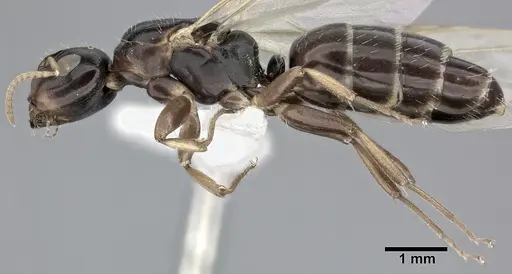 Camponotus bispinosus specimen CASENT0246657 image casent0246657_3