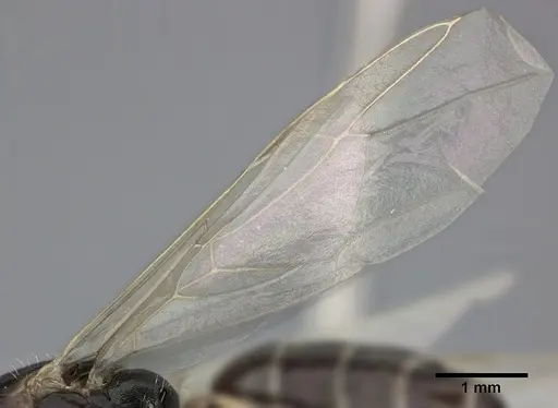 Camponotus bispinosus specimen CASENT0246657 image casent0246657_4