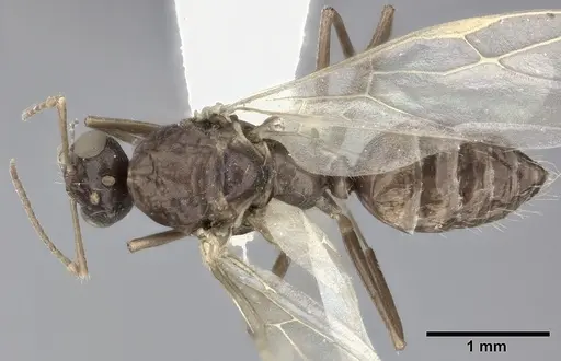 Camponotus bispinosus specimen CASENT0246658 image casent0246658_1