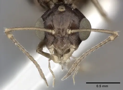 Camponotus bispinosus specimen CASENT0246658 image casent0246658_2