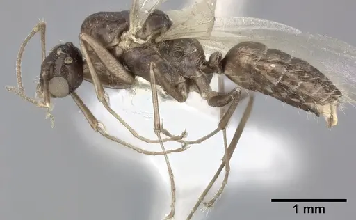 Camponotus bispinosus specimen CASENT0246658 image casent0246658_3