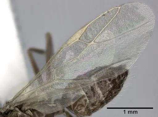 Camponotus bispinosus specimen CASENT0246658 image casent0246658_4