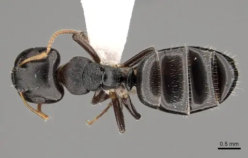Camponotus bispinosus specimen CASENT0280146 image casent0280146_1