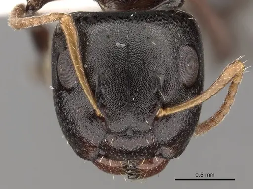 Camponotus bispinosus specimen CASENT0280146 image casent0280146_2