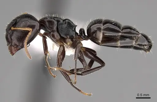Camponotus bispinosus specimen CASENT0280146 image casent0280146_3