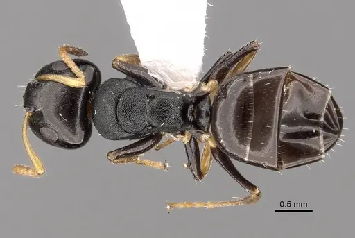 Camponotus bispinosus specimen CASENT0280147 image casent0280147_1