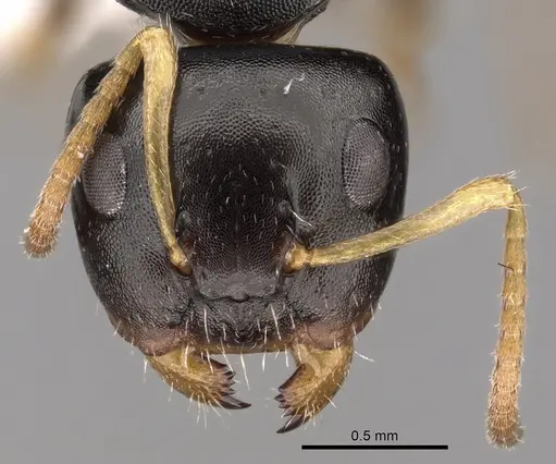 Camponotus bispinosus specimen CASENT0280147 image casent0280147_2