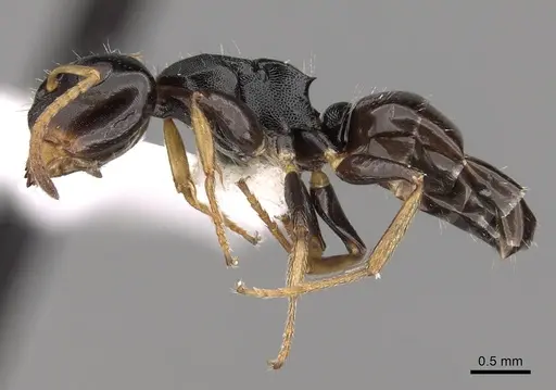 Camponotus bispinosus specimen CASENT0280147 image casent0280147_3