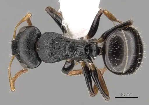 Camponotus bispinosus specimen CASENT0280148 image casent0280148_1