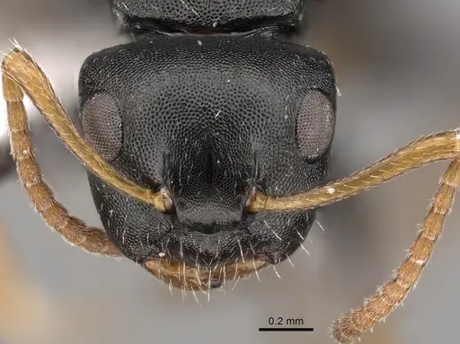 Camponotus bispinosus specimen CASENT0280148 image casent0280148_2