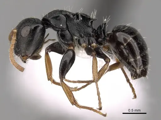Camponotus bispinosus specimen CASENT0280148 image casent0280148_3