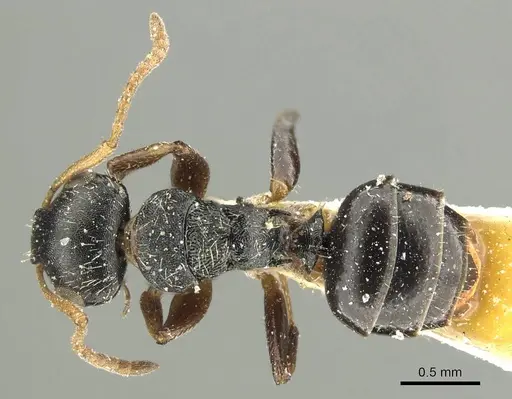 Camponotus bispinosus specimen CASENT0915781 image casent0915781_1
