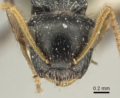 Camponotus bispinosus specimen CASENT0915781 image casent0915781_2