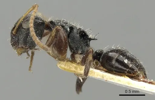 Camponotus bispinosus specimen CASENT0915781 image casent0915781_3