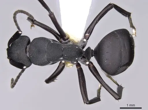 Camponotus bituberculatus specimen CASENT0906873 image casent0906873_1