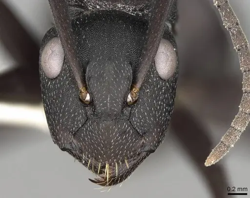 Camponotus bituberculatus specimen CASENT0906873 image casent0906873_2