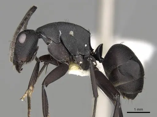 Camponotus bituberculatus specimen CASENT0906873 image casent0906873_3
