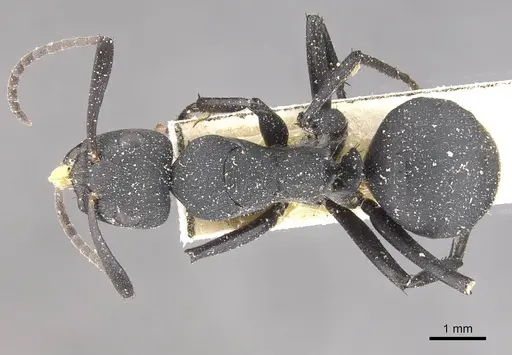 Camponotus bituberculatus specimen CASENT0910465 image casent0910465_1