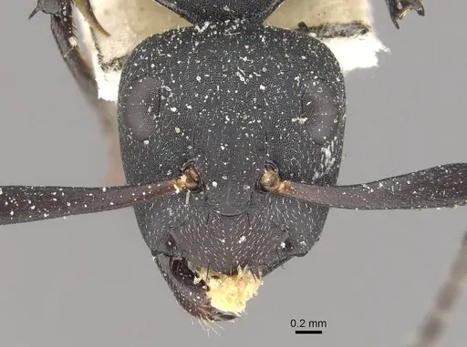 Camponotus bituberculatus specimen CASENT0910465 image casent0910465_2