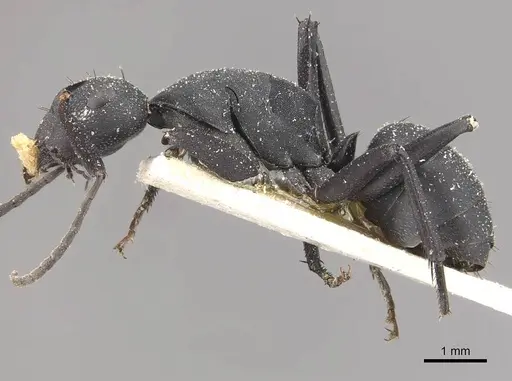 Camponotus bituberculatus specimen CASENT0910465 image casent0910465_3