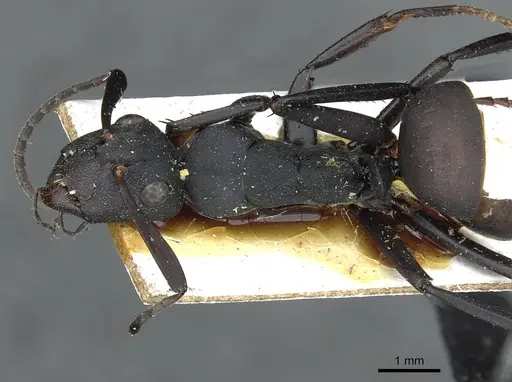 Camponotus bituberculatus specimen CASENT0913705 image casent0913705_1