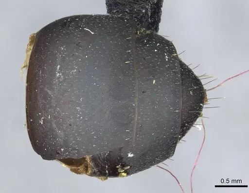 Camponotus bituberculatus specimen CASENT0913705 image casent0913705_2