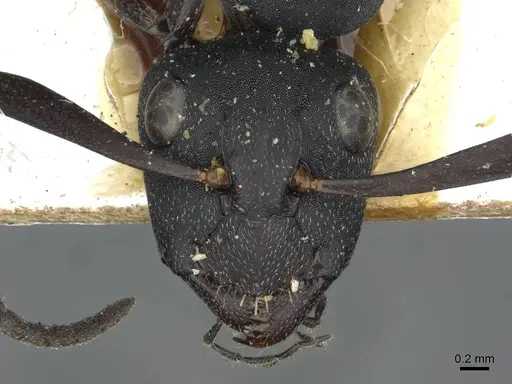 Camponotus bituberculatus specimen CASENT0913705 image casent0913705_3