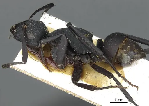 Camponotus bituberculatus specimen CASENT0913705 image casent0913705_4