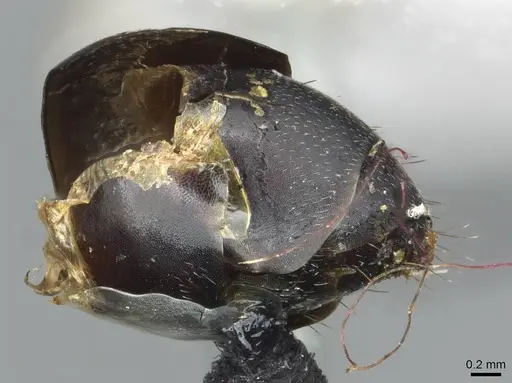 Camponotus bituberculatus specimen CASENT0913705 image casent0913705_5