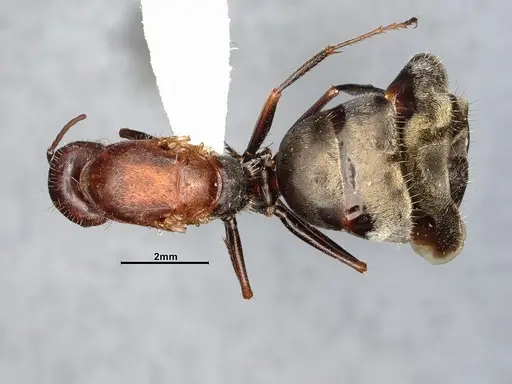 Camponotus blandus specimen CASENT0615506 image casent0615506_1