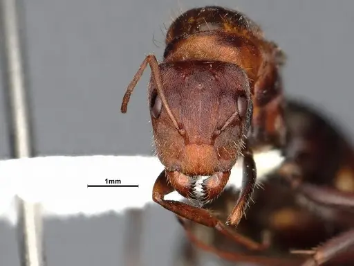 Camponotus blandus specimen CASENT0615506 image casent0615506_2