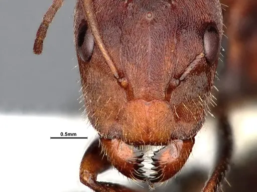 Camponotus blandus specimen CASENT0615506 image casent0615506_3