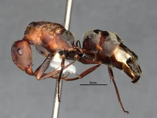 Camponotus blandus specimen CASENT0615506 image casent0615506_4