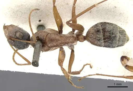Camponotus blandus specimen CASENT0903612 image casent0903612_1