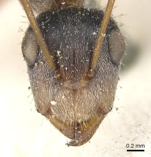 Camponotus blandus specimen CASENT0903612 image casent0903612_2