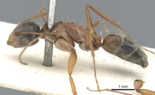 Camponotus blandus specimen CASENT0903612 image casent0903612_3