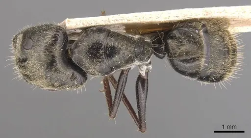 Camponotus blandus specimen CASENT0905478 image casent0905478_1