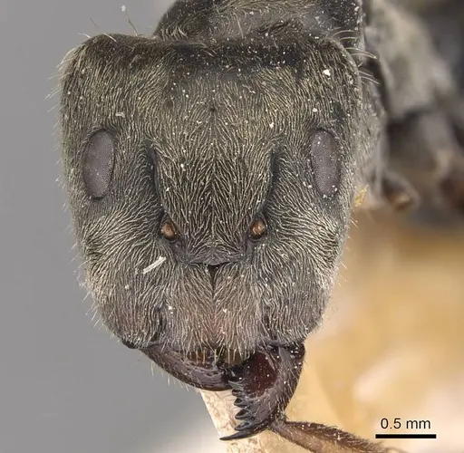 Camponotus blandus specimen CASENT0905478 image casent0905478_2