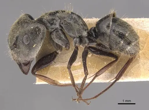 Camponotus blandus specimen CASENT0905478 image casent0905478_3